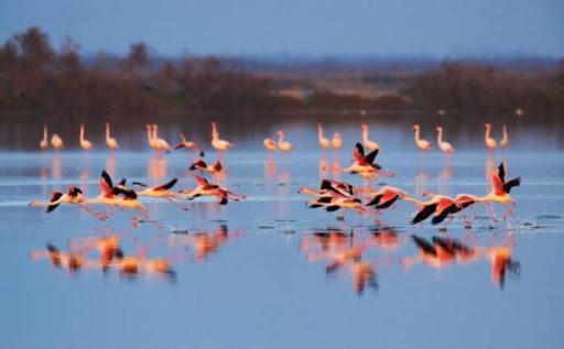 Le Flamant Rose Panzió Salin-de-Giraud Kültér fotó